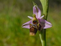 Ophrys scolopax 57, Saxifraga-Ed Stikvoort