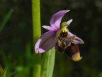 Ophrys scolopax 58, Saxifraga-Ed Stikvoort