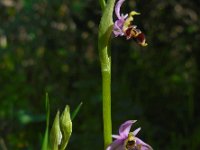 Ophrys scolopax 59, Saxifraga-Ed Stikvoort