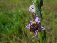 Ophrys scolopax 60, Saxifraga-Ed Stikvoort