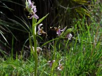 Ophrys scolopax 61, Saxifraga-Ed Stikvoort