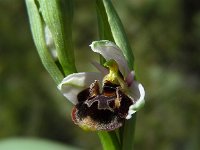 Ophrys scolopax 62, Saxifraga-Ed Stikvoort