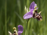 Ophrys scolopax 66, Saxifraga-Willem van Kruijsbergen