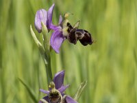 Ophrys scolopax 67, Saxifraga-Willem van Kruijsbergen