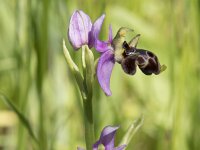 Ophrys scolopax 68, Saxifraga-Willem van Kruijsbergen