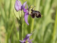 Ophrys scolopax 69, Saxifraga-Willem van Kruijsbergen