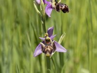 Ophrys scolopax 70, Snipophrys, Saxifraga-Willem van Kruijsbergen