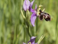 Ophrys scolopax 71, Saxifraga-Willem van Kruijsbergen