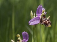 Ophrys scolopax 72, Saxifraga-Willem van Kruijsbergen