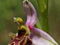 Ophrys scolopax 8, Saxifraga-Hans Dekker