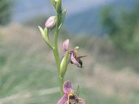 Ophrys scolopax ssp cornuta 23, Saxifraga-Eugen Schaub
