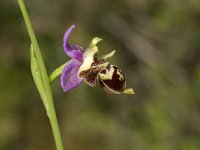 Ophrys scolopax ssp cornuta 26, Saxifraga-Jan van der Straaten