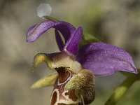 Ophrys scolopax ssp cornuta 30, Saxifraga-Jan van der Straaten
