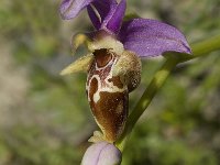 Ophrys scolopax ssp cornuta 31, Saxifraga-Jan van der Straaten