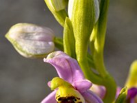 Ophrys scolopax ssp cornuta 64, Saxifraga-Harry Jans