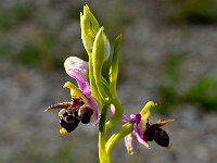Ophrys scolopax ssp cornuta 65, Saxifraga-Harry Jans