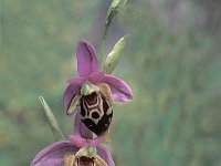 Ophrys scolopax ssp heldreichii 24, Saxifraga-Jan van der Straten