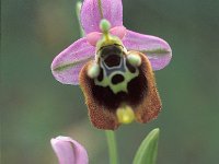 Ophrys scolopax ssp heldreichii 25, Saxifraga-Jan van der Straten