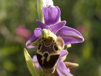 Ophrys scolopax ssp heldreichii 32, Saxifraga-Jan van der Straaten