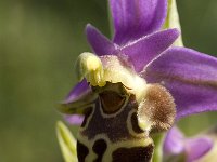 Ophrys scolopax ssp heldreichii 33, Saxifraga-Jan van der Straaten