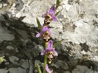 Ophrys scolopax ssp heldreichii 34, Saxifraga-Jan van der Straaten