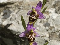 Ophrys scolopax ssp heldreichii 35, Saxifraga-Jan van der Straaten