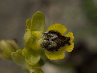 Ophrys sicula 10, Saxifraga-Willem van Kruijsbergen