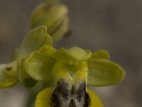 Ophrys sicula 11, Saxifraga-Willem van Kruijsbergen