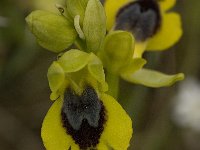 Ophrys sicula 12, Saxifraga-Willem van Kruijsbergen