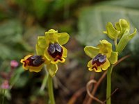 Ophrys sicula 13, Saxifraga-Hans Dekker