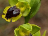 Ophrys sicula 14, Saxifraga-Hans Dekker