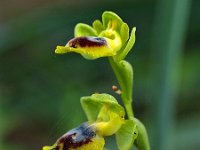 Ophrys sicula 15, Saxifraga-Hans Dekker