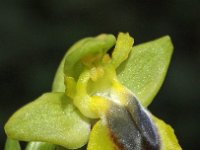 Ophrys sicula 16, Saxifraga-Hans Dekker