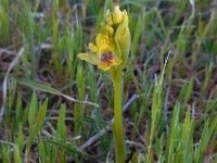 Ophrys sicula 18, Saxifraga-Ed Stikvoort