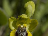 Ophrys sicula 2, Saxifraga-Willem van Kruijsbergen