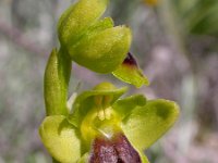 Ophrys sicula 22, Saxifraga-Ed Stikvoort : cp4500 cyprus disc 1