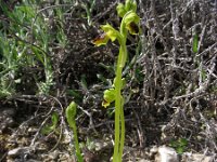 Ophrys sicula 23, Saxifraga-Ed Stikvoort : s10 cyprus