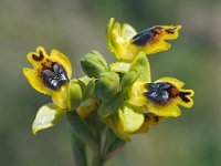 Ophrys sicula 24, Saxifraga-Hans Dekker