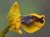 Ophrys sicula 26, Saxifraga-Hans Dekker