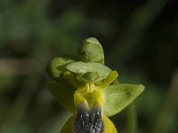Ophrys sicula 3, Saxifraga-Willem van Kruijsbergen