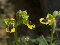Ophrys sicula 4, Saxifraga-Willem van Kruijsbergen