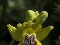 Ophrys sicula 5, Saxifraga-Willem van Kruijsbergen
