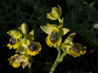 Ophrys sicula 7, Saxifraga-Willem van Kruijsbergen