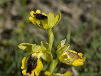 Ophrys sicula 8, Saxifraga-Willem van Kruijsbergen