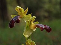 Ophrys sitiaca 1, Saxifraga-Hans Dekker