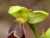 Ophrys sitiaca 2, Saxifraga-Hans Dekker