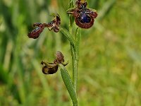 Ophrys speculum 1, Saxifraga-Hans Dekker