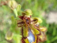 Ophrys speculum 10, Saxifraga-Kees Laarhoven : voorjaar 2010