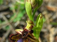 Ophrys speculum 100, Saxifraga-Ed Stikvoort