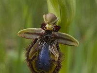 Ophrys speculum 14, Saxifraga-Jan van der Straaten